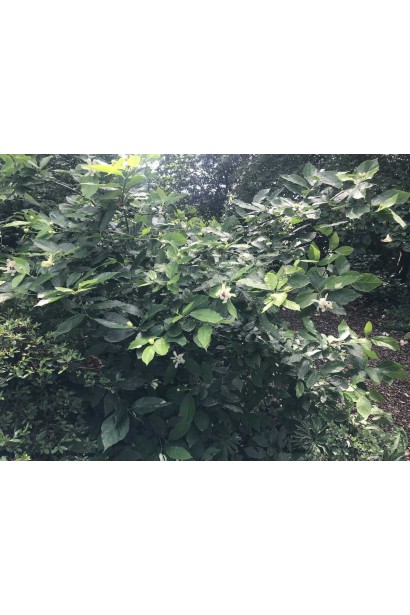 Калікант Венус у дорослому віці